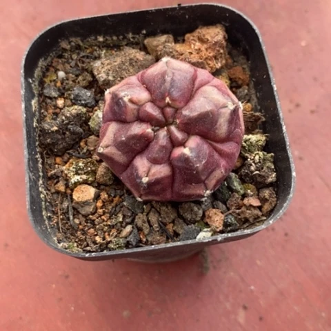 梦想单头3仙人球