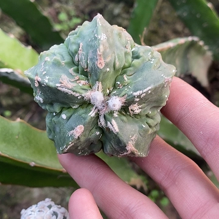 苗接流水双连线核桃