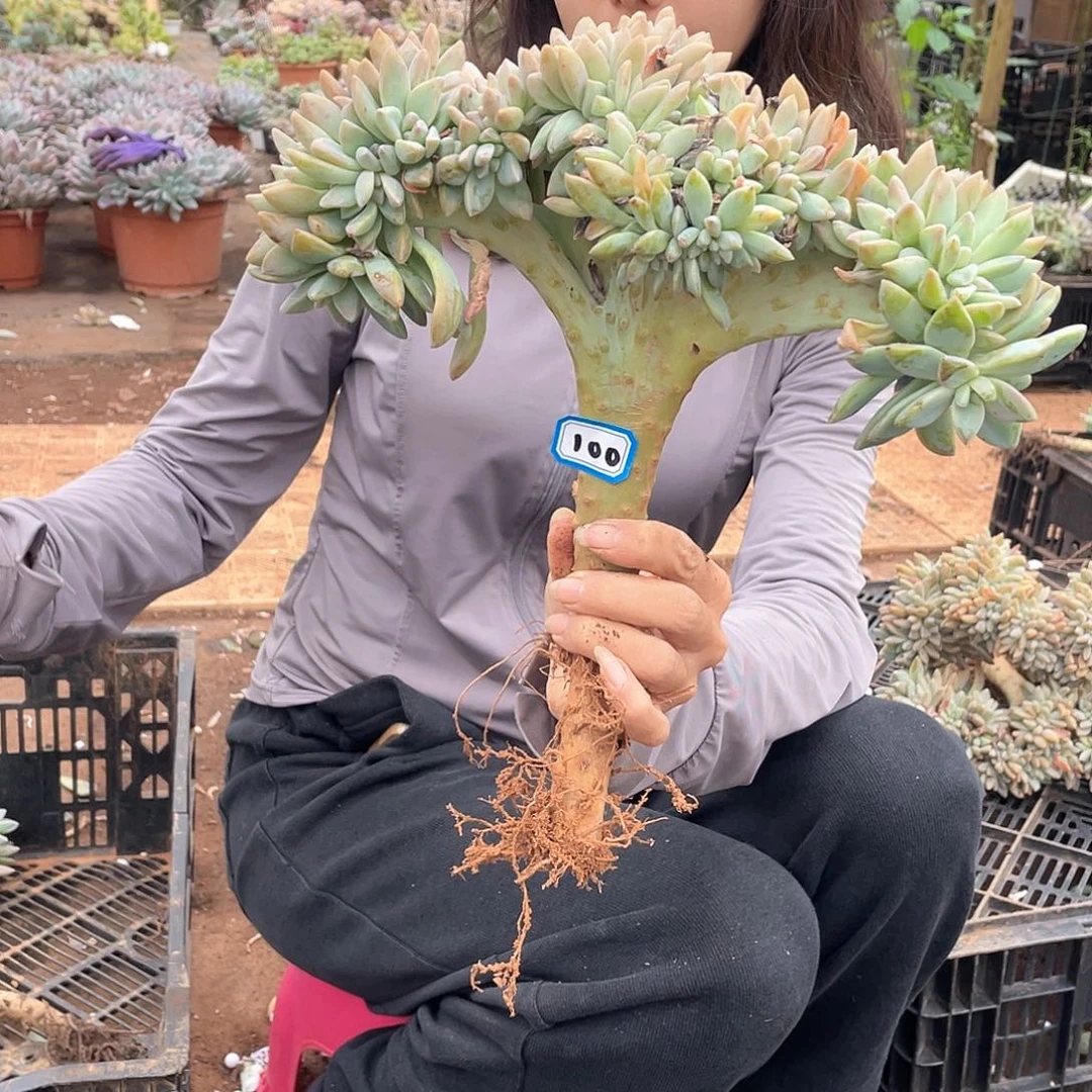 100 一物一拍淡雪缀