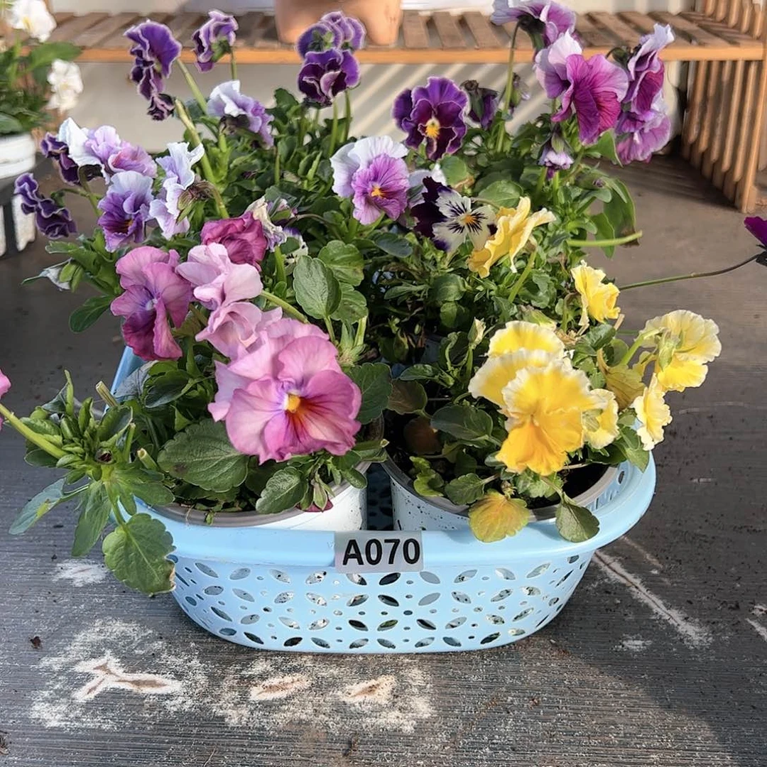 【闪购商品】070号