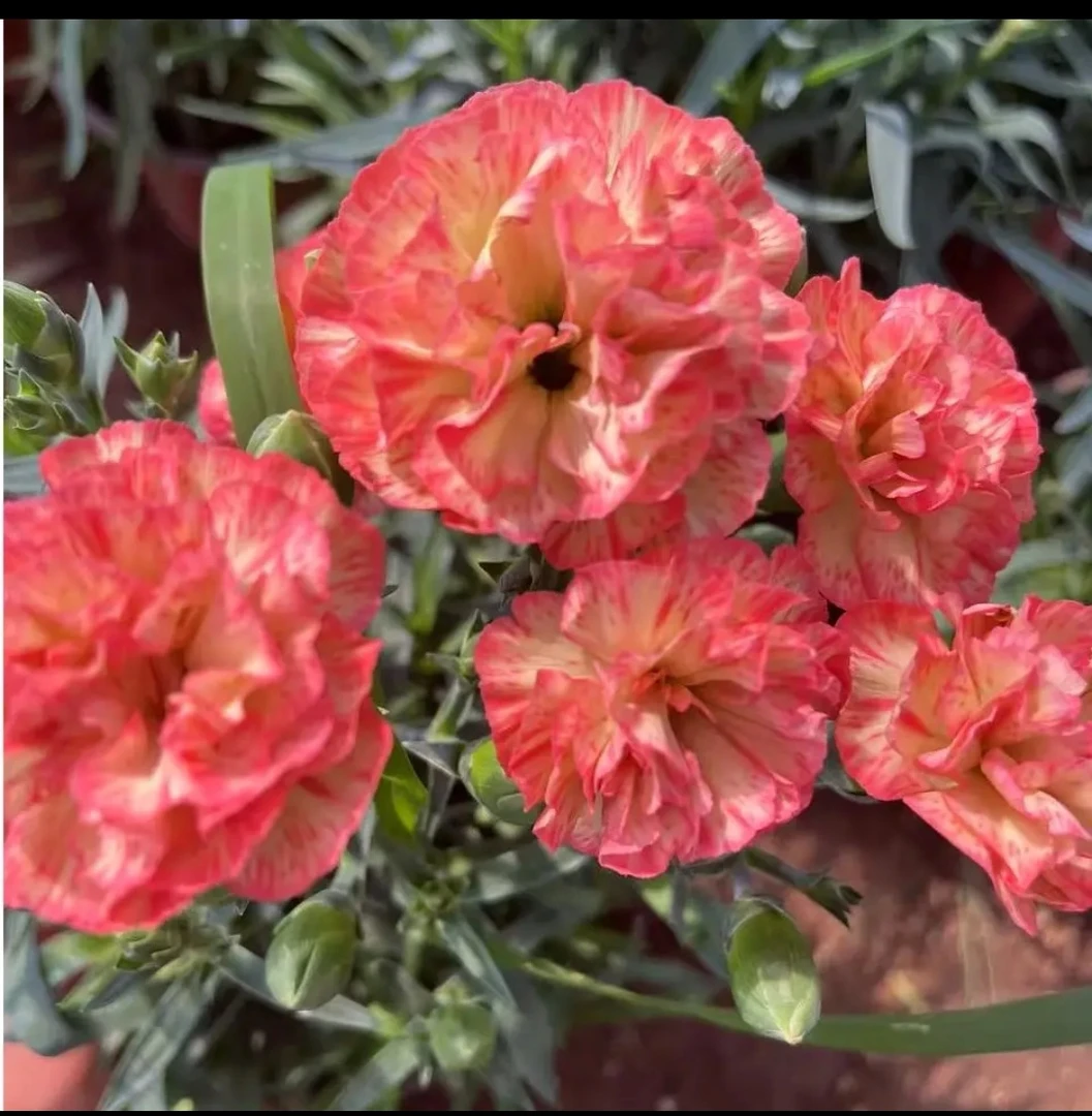 爱马橙康乃馨原盆原土带花苞发货