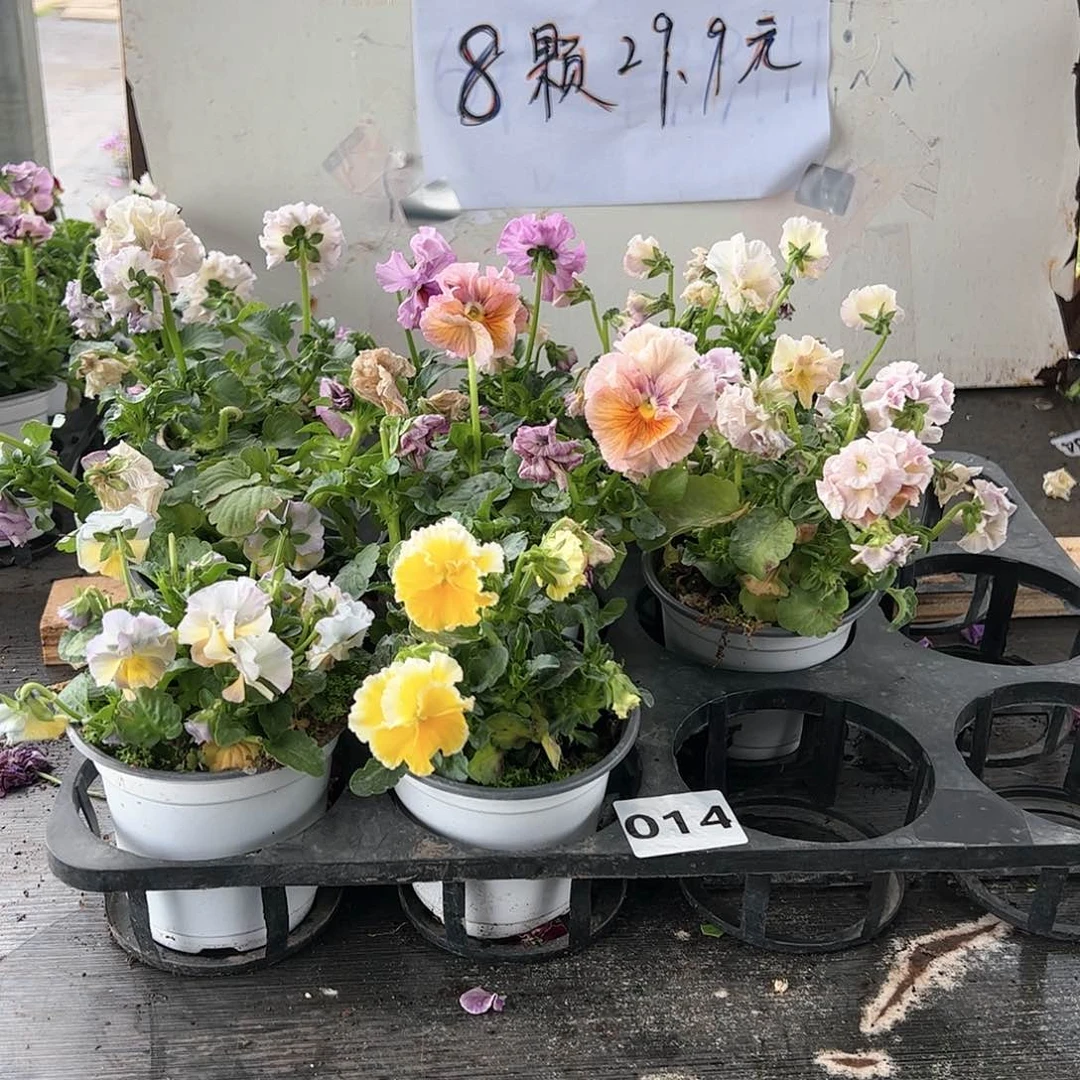 【闪购商品】014号