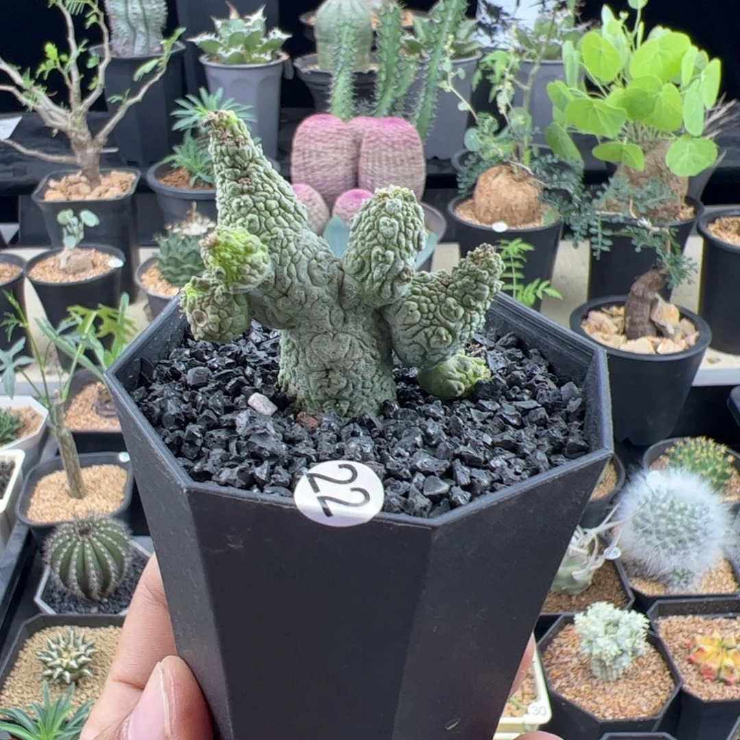 蛇蹄玉一物一拍默认脱土发