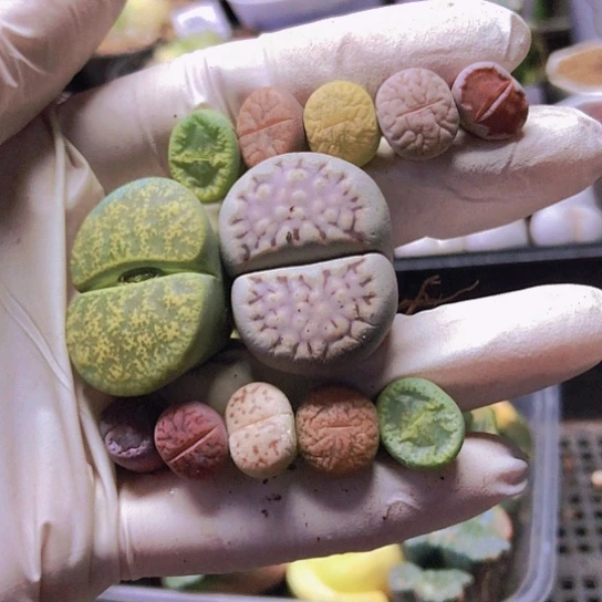 无花朵0606，有点干如图