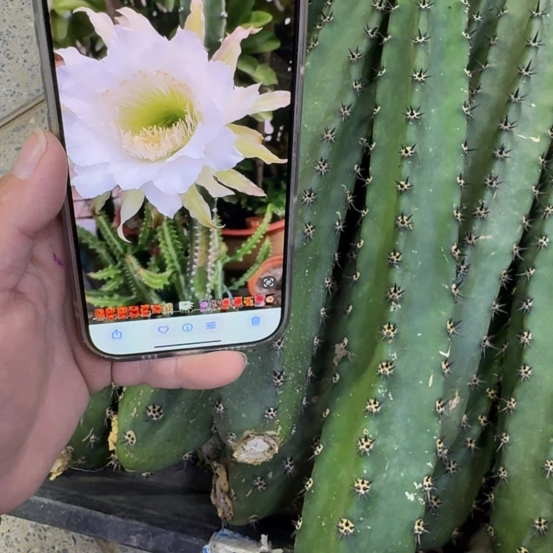 黑刺无根侧牙25公分左右斑，20包邮