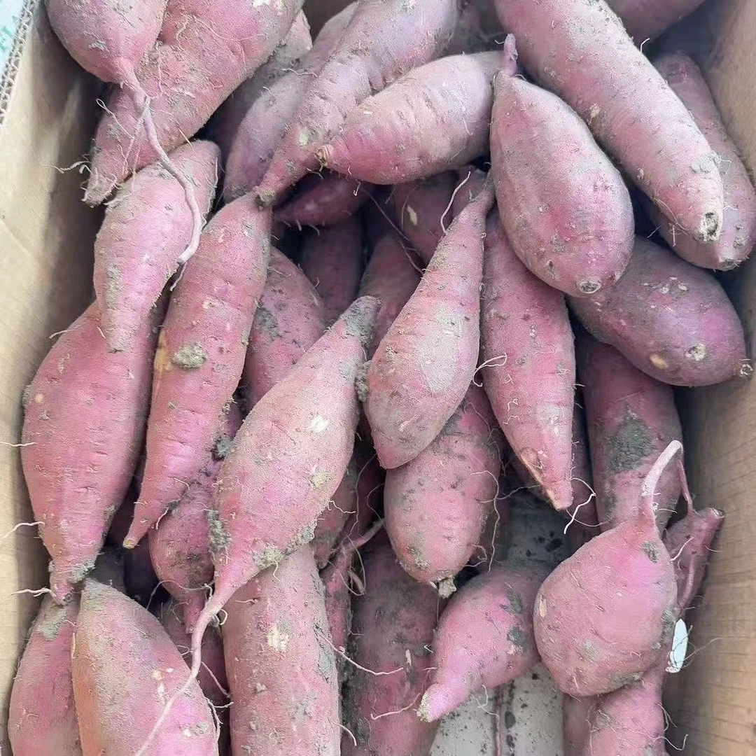 【顺丰】【大壮甄选】红瑶蜜薯软糯香甜适合烤制的红薯