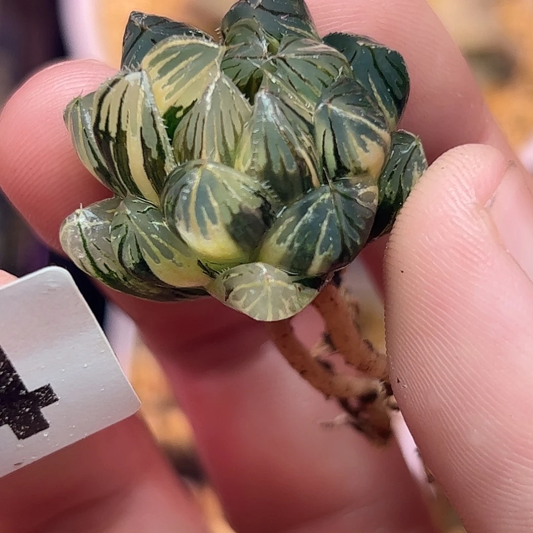 734霓虹灯锦十二卷