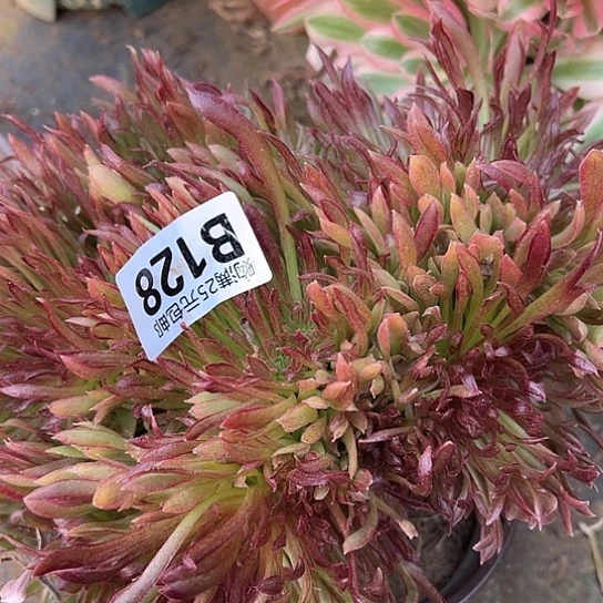 知**乐多肉植物一个