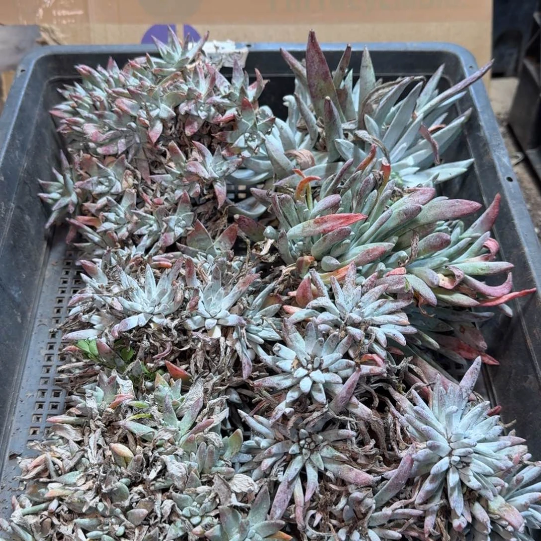 2260瑕疵框拍不售后