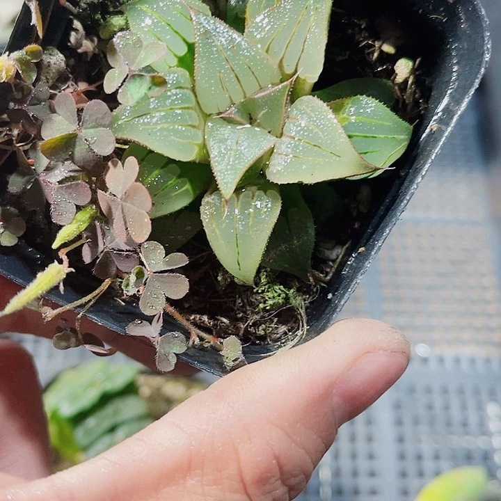 媚凤新手好养的的