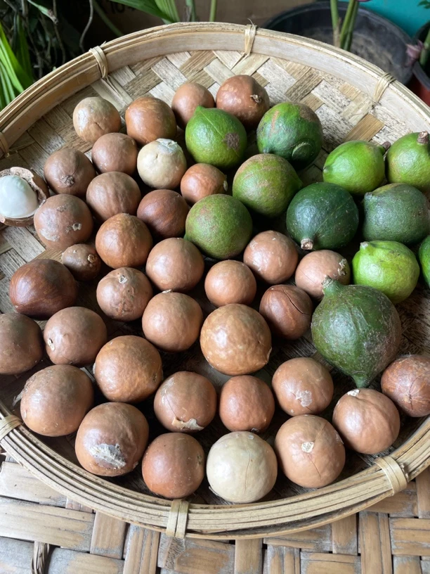 云南坚果大颗粒香夏威夷果饱满酥脆半干