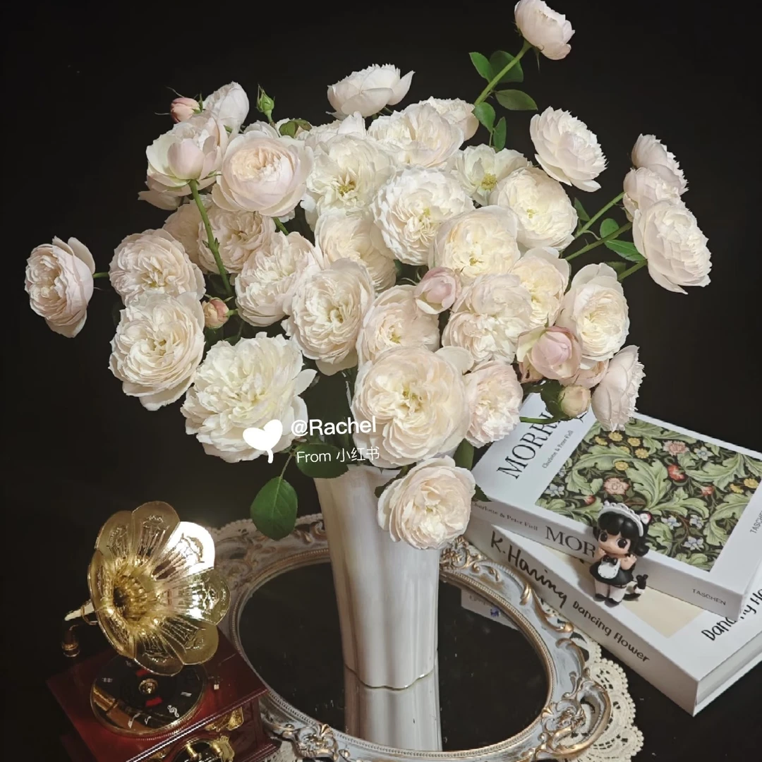 【九里花田】多头玫瑰天才植树-基地直发-一单普通快递两单顺丰