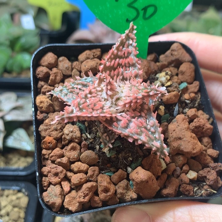 芦荟一物一拍带盆