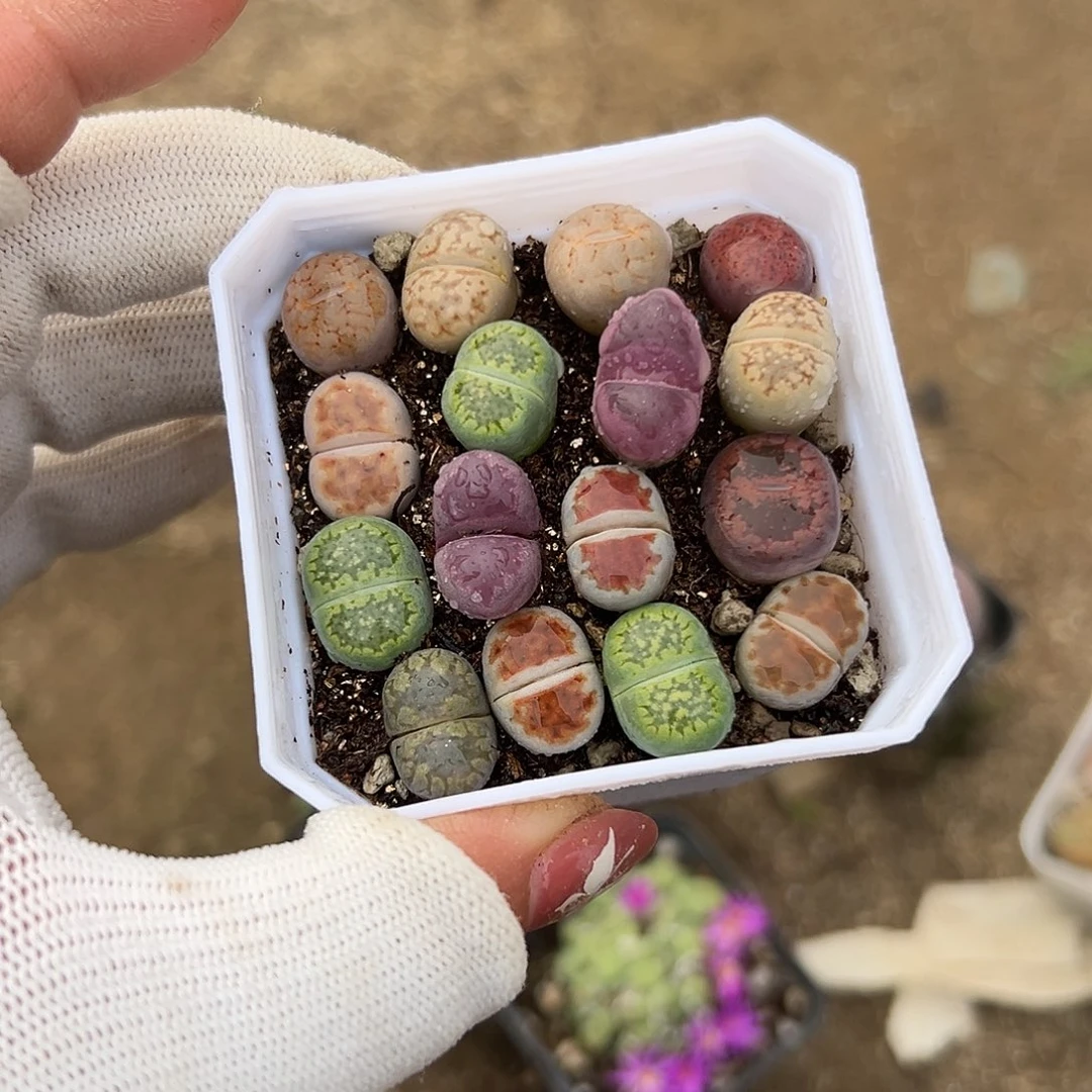 多肉植物生石花组盆