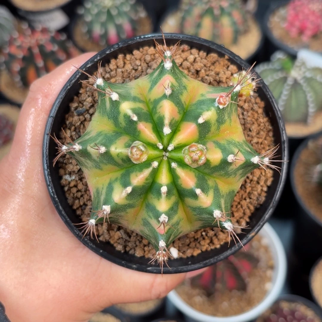 泰系米哈实生仙人球156