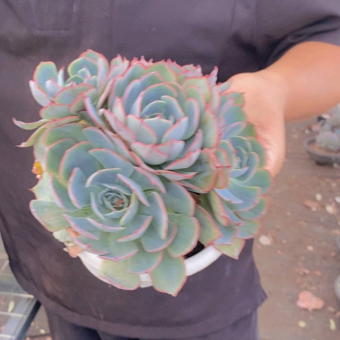 阿美星五头起发整桩