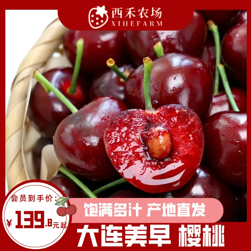 【西禾】大连美早樱桃  脆爽 饱满多汁 产地直发 全国可拍