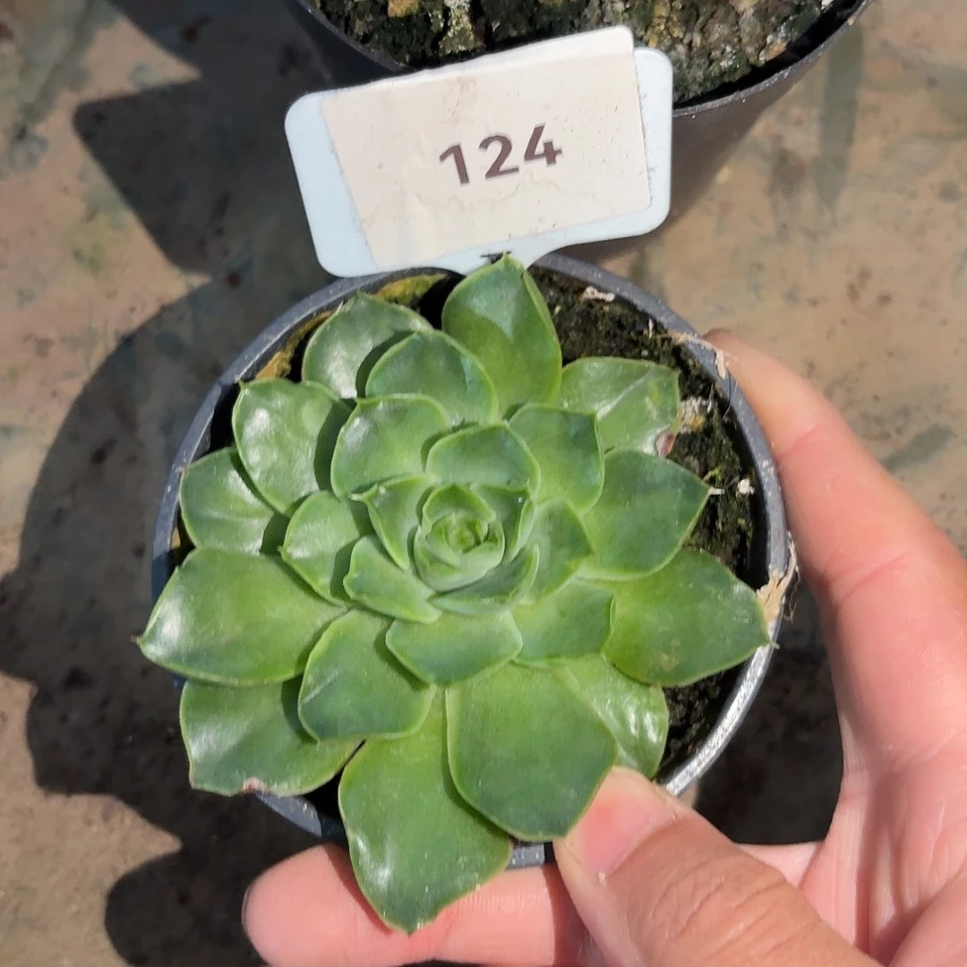 绿体饺子皮1234567890112345