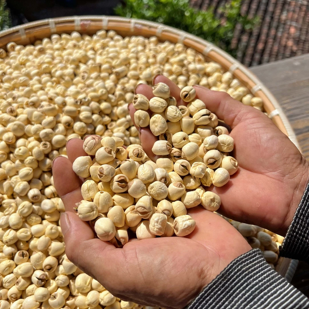 高山 农家  带芯莲子