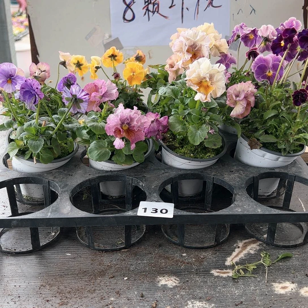 【闪购商品】130号