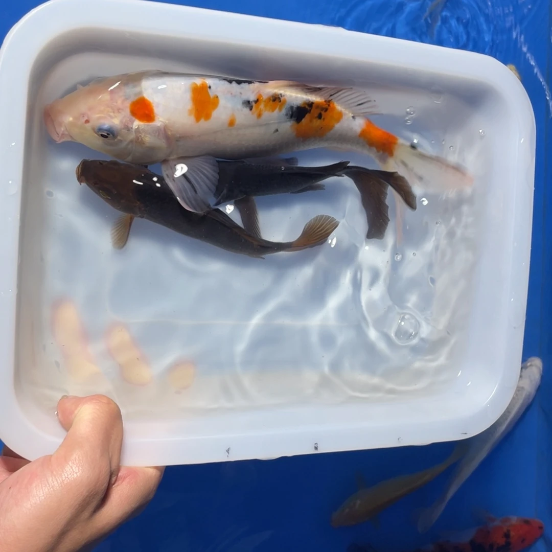 锦鲤大正xxxxxxxxxx