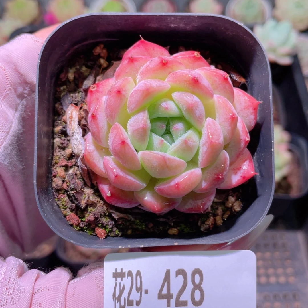 花利美29-428白桃汽水