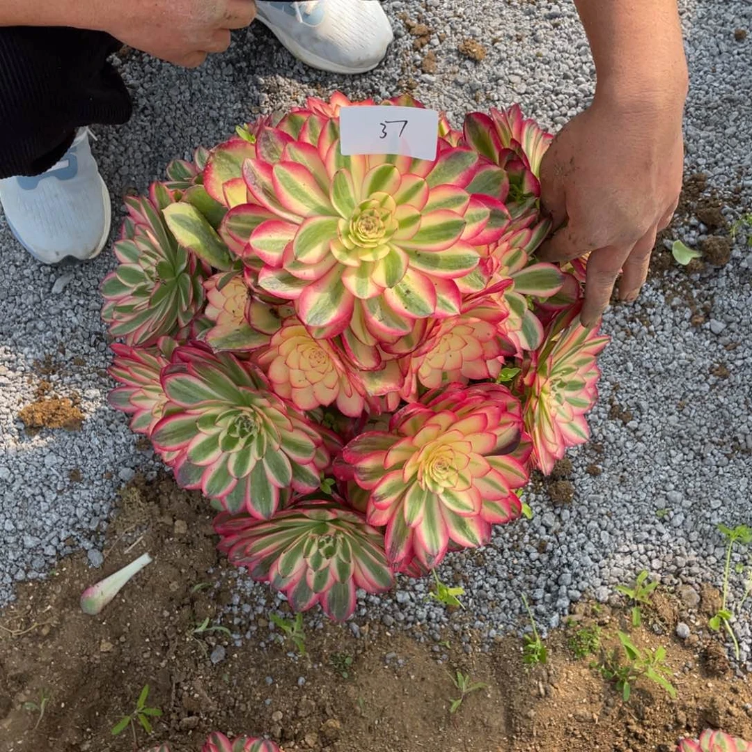 妍*?老五多肉3711111111