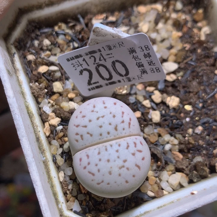 精品生石花124.200