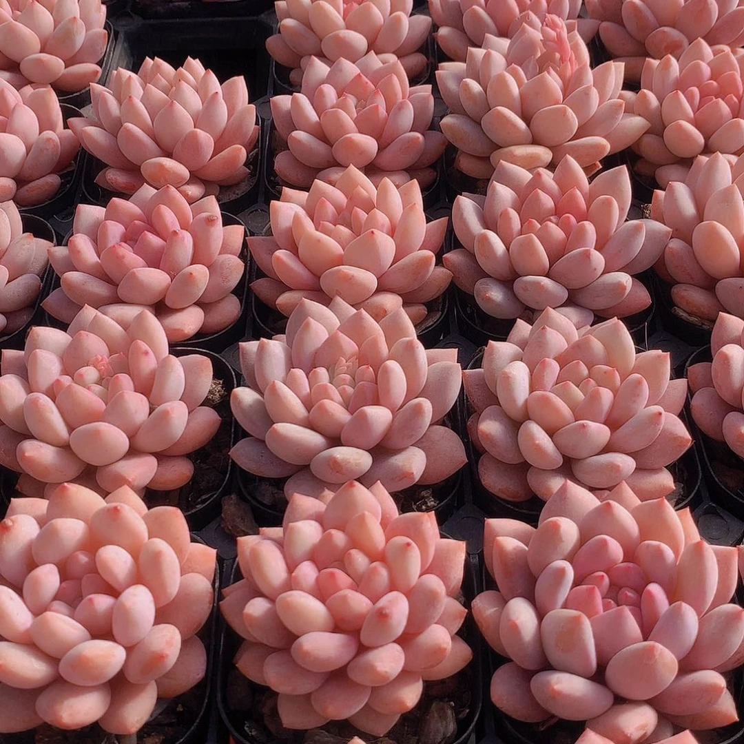 半夏24567889900000