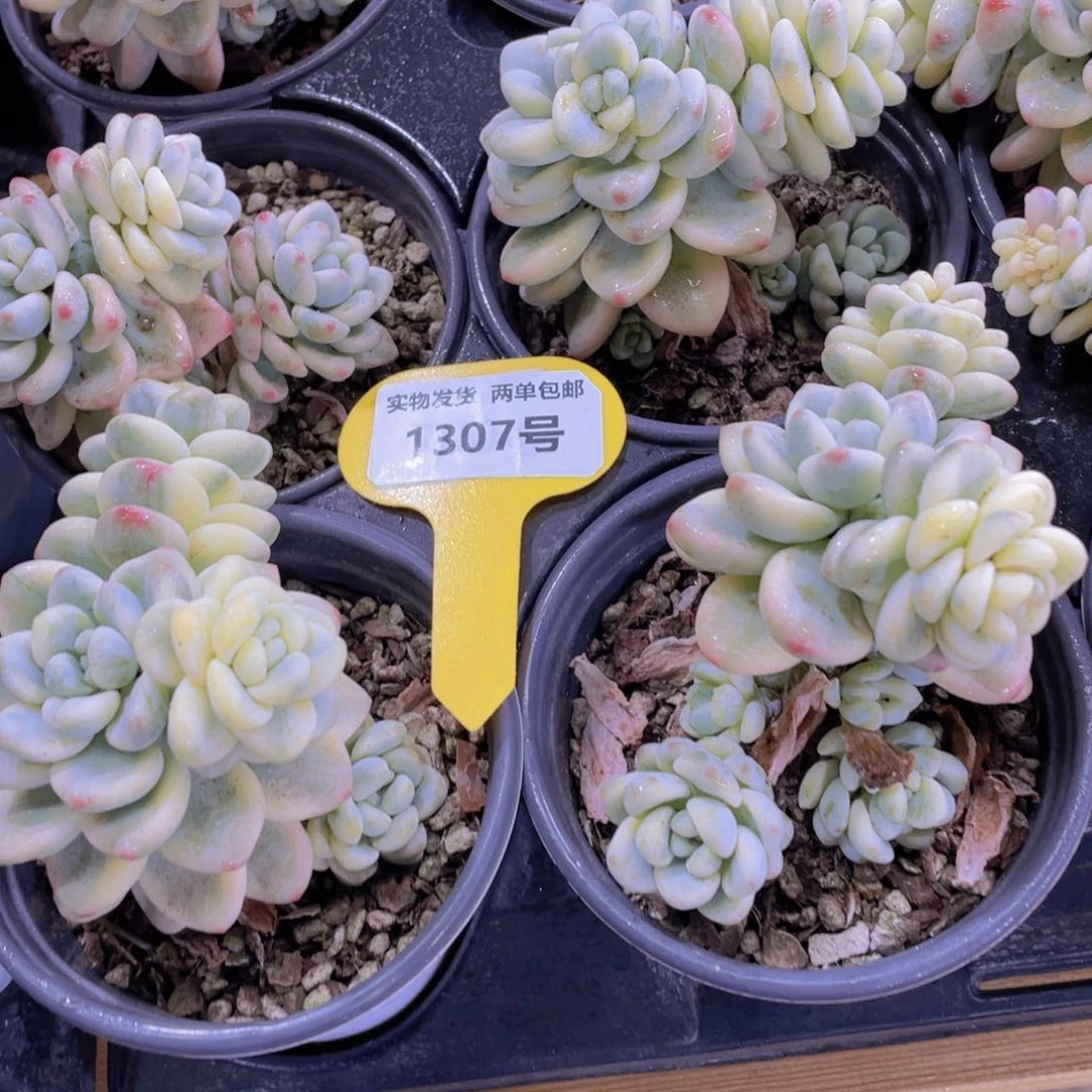 1307号 老桩劳尔锦多头群一个