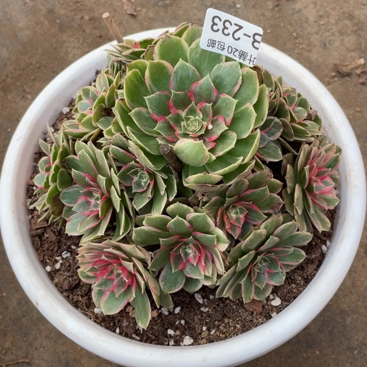 233月华多肉123456789