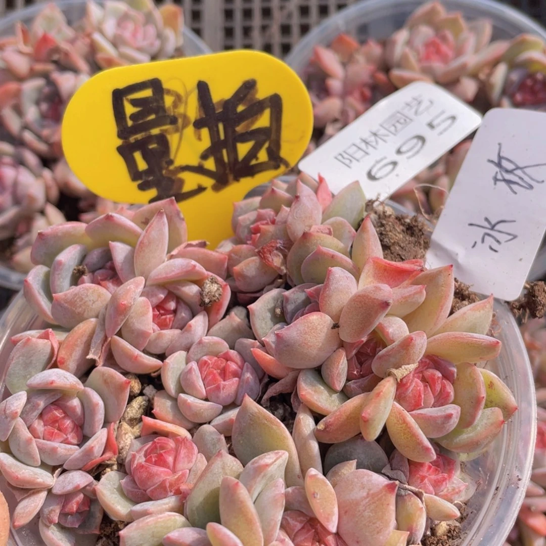 量拍多肉植物多肉植物695