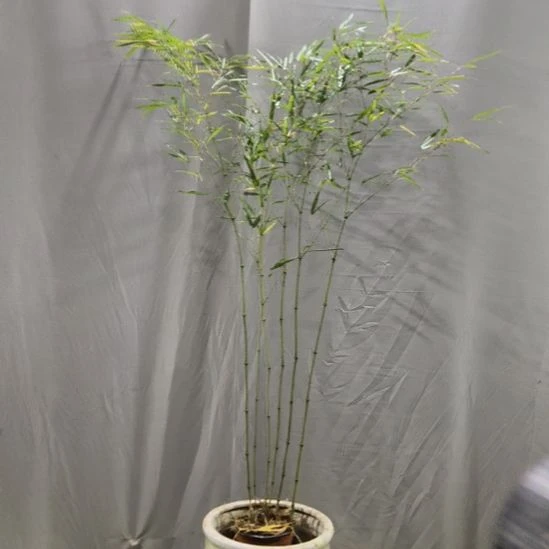 龍***梦完全开放筇竹算盘竹盆栽绿植竹子