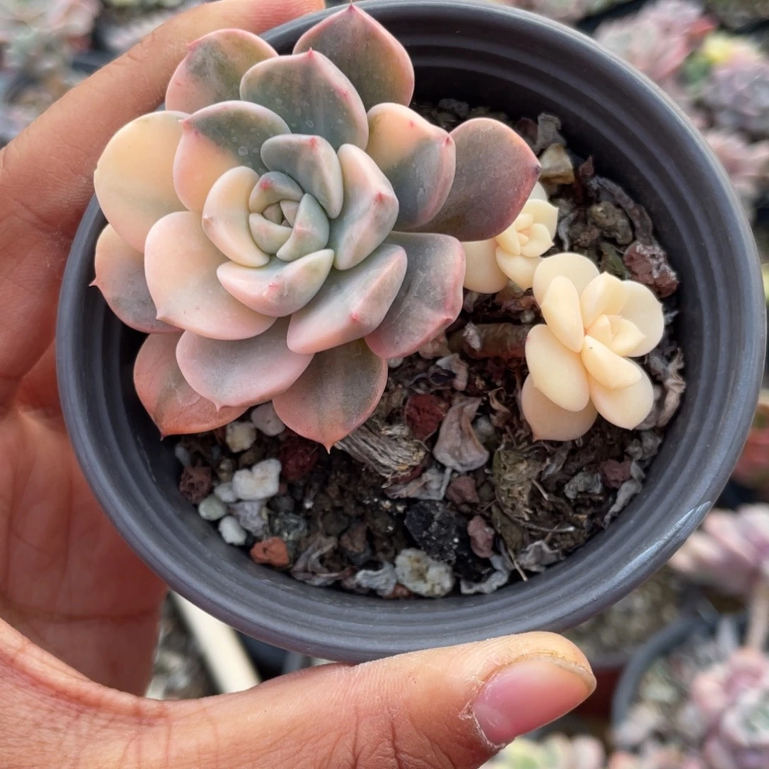 红粉佳人多肉植物锦