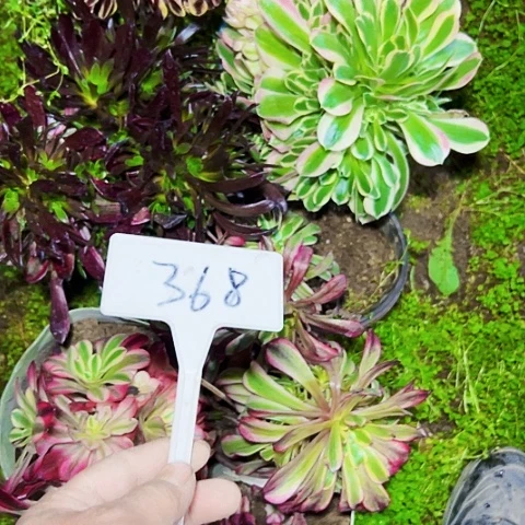 知****?多肉植物组合7个
