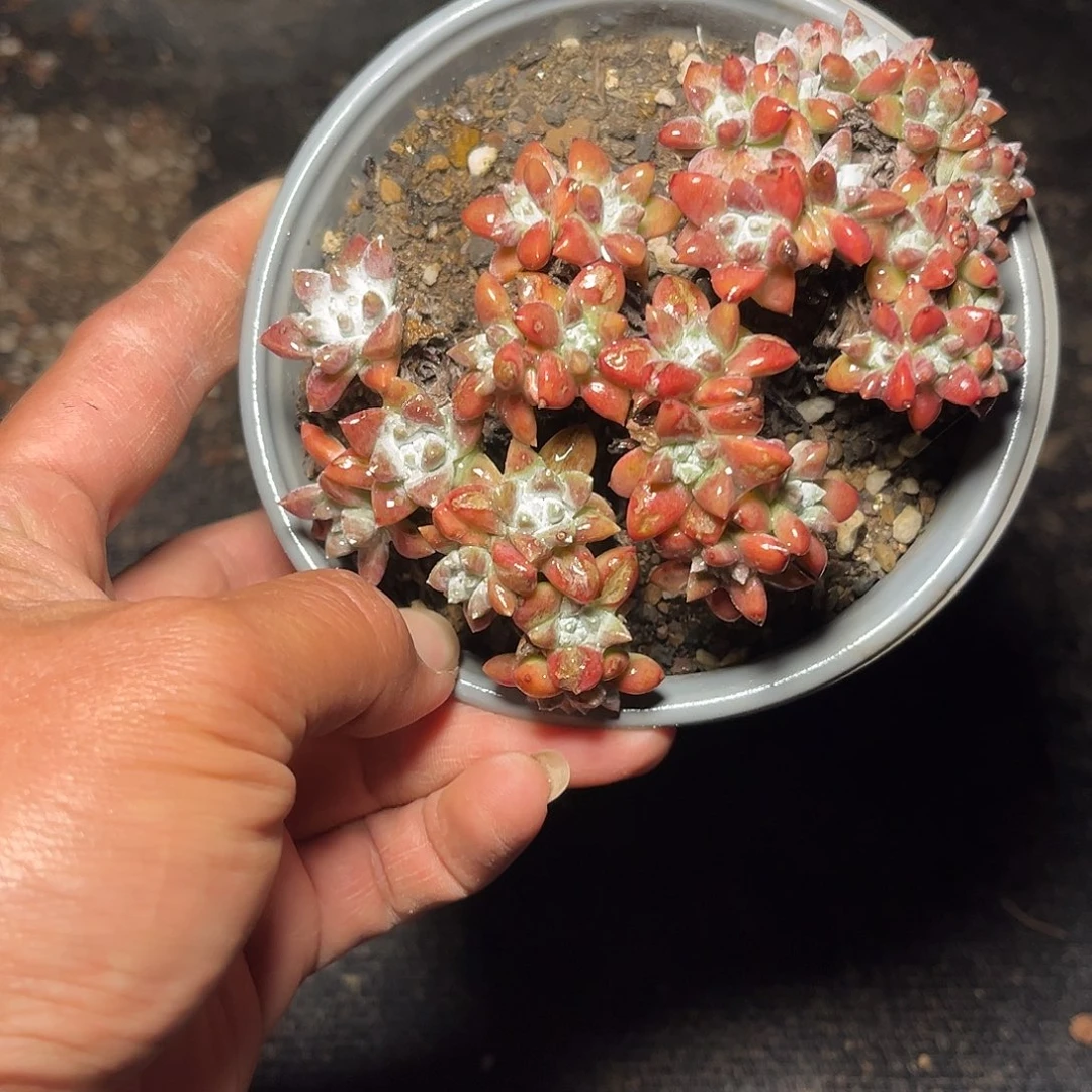 小鹿多肉一物一拍