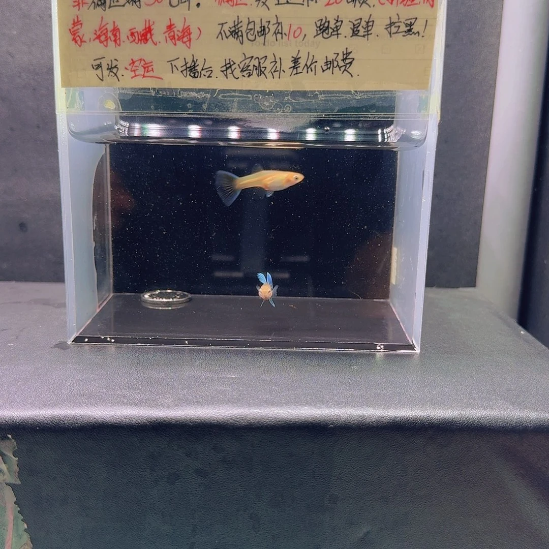 孔雀鱼中国蓝一对