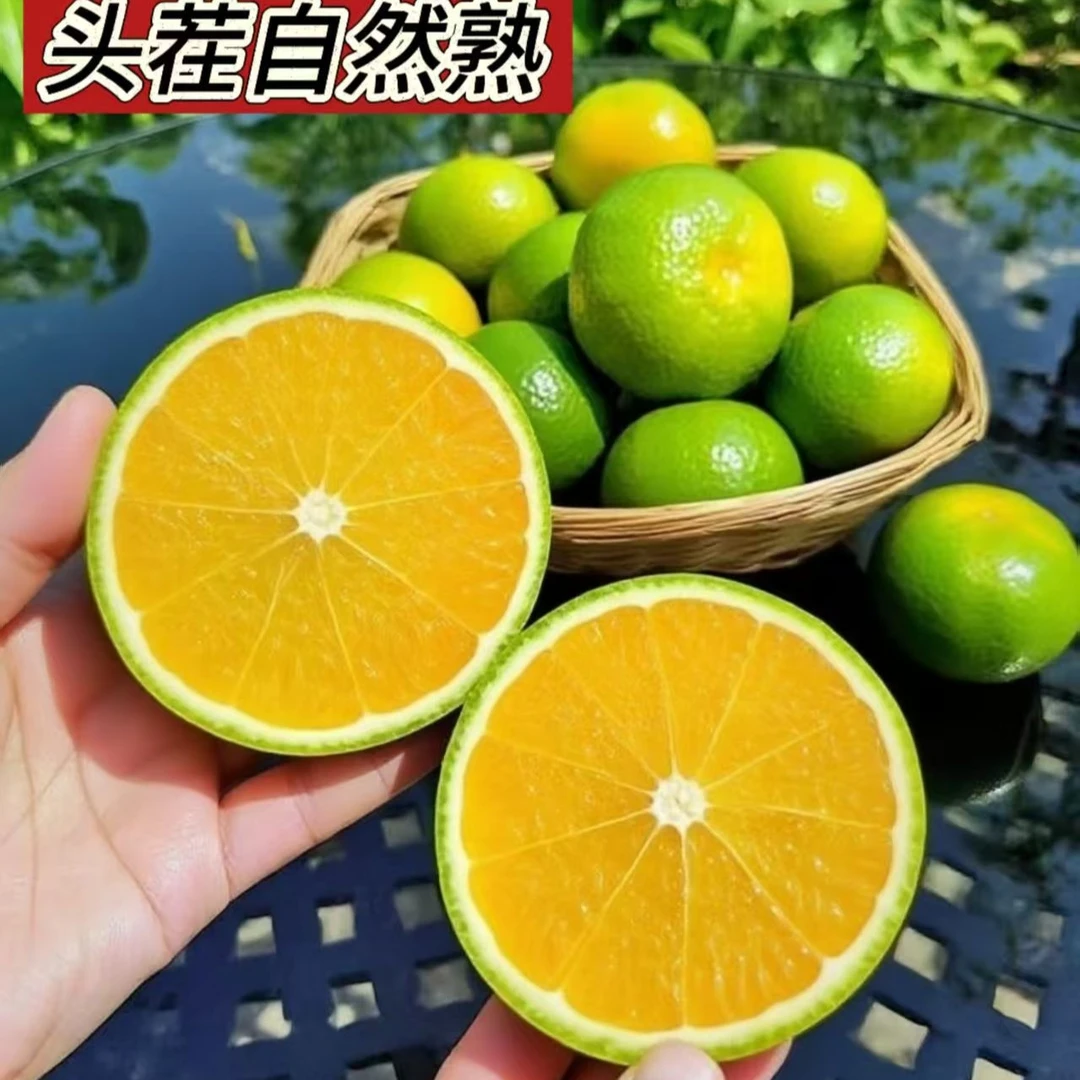 【云南哀牢山青皮冰糖橙】新鲜应季水果现摘现发皮薄多汁清甜