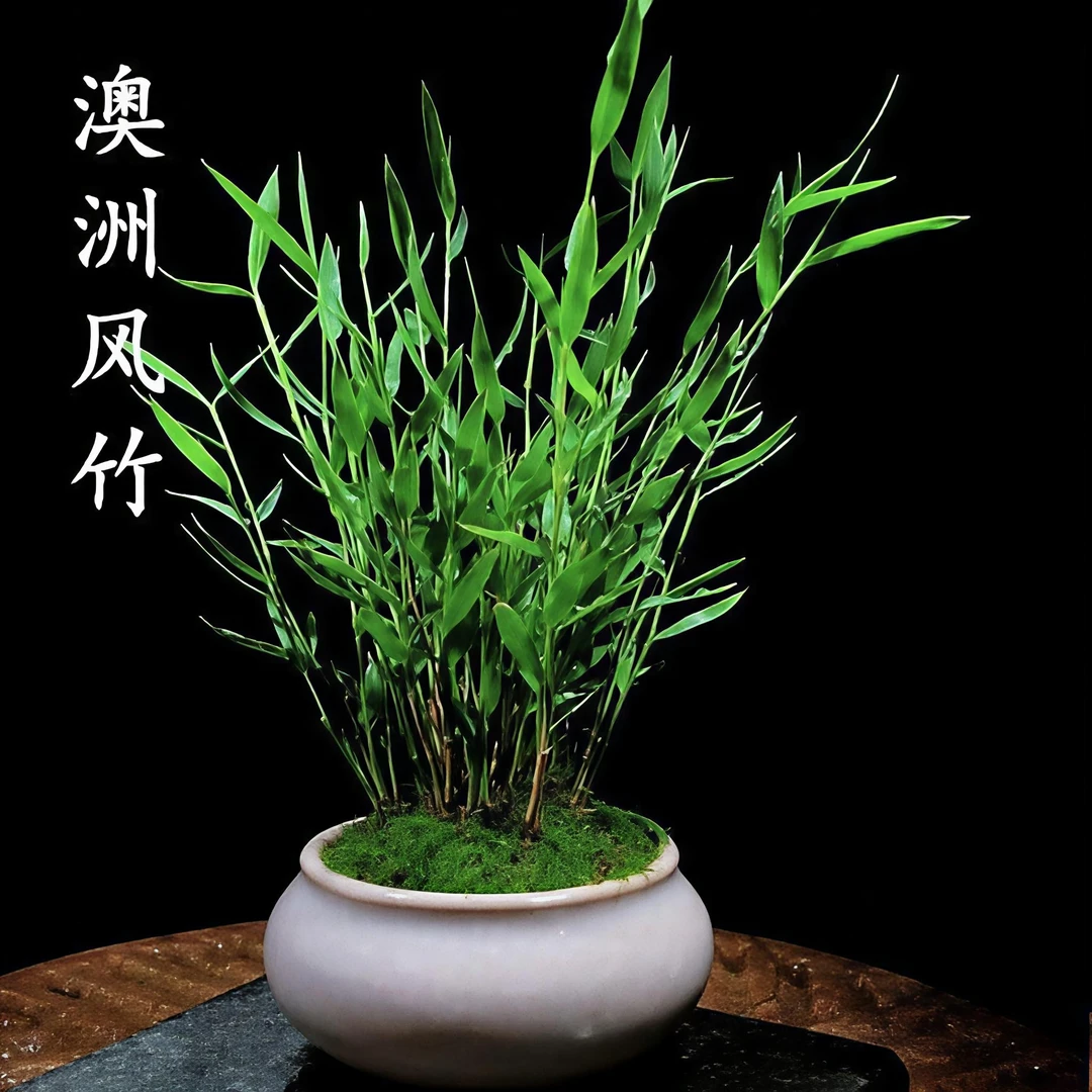 办公室净化绿植盆栽禅意水培植物景观竹绿植竹子苔藓球竹子