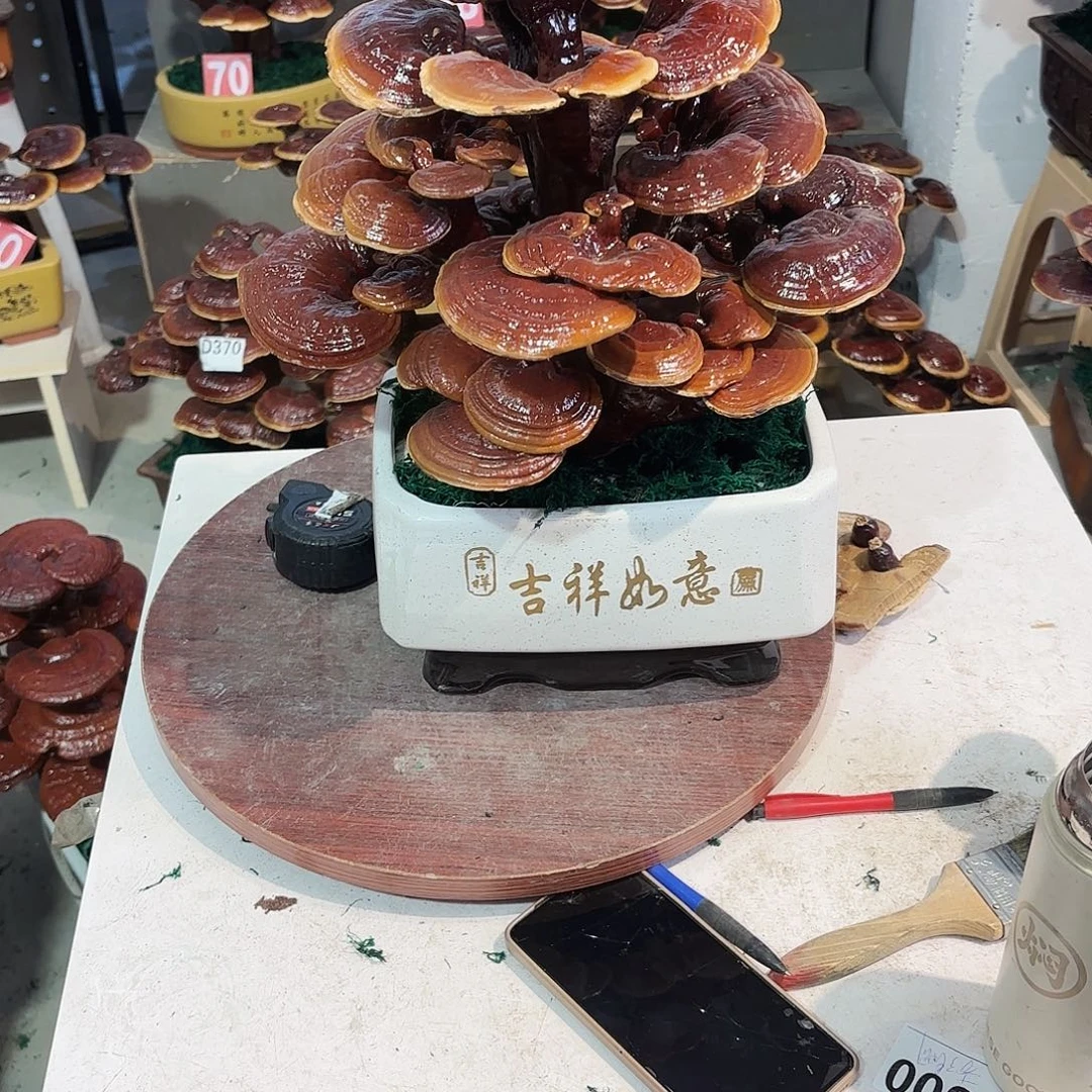 久***厌无花朵灵芝88888558888888888