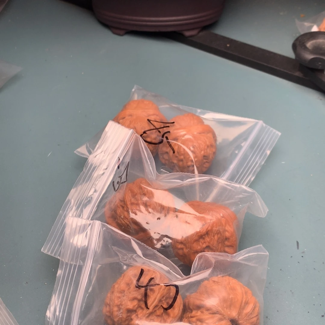 文玩核桃把件元宝4445