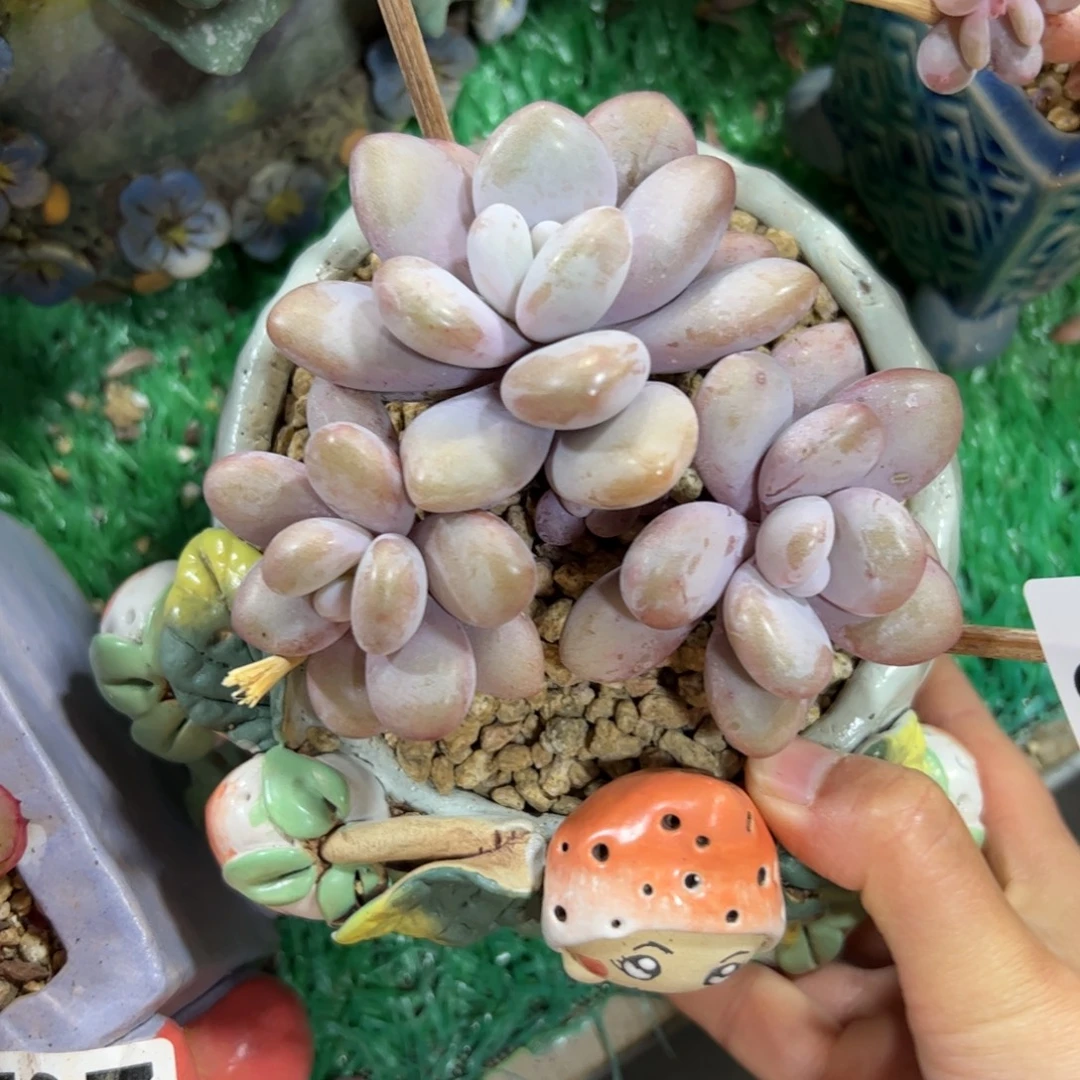 573 满38包邮一物一拍