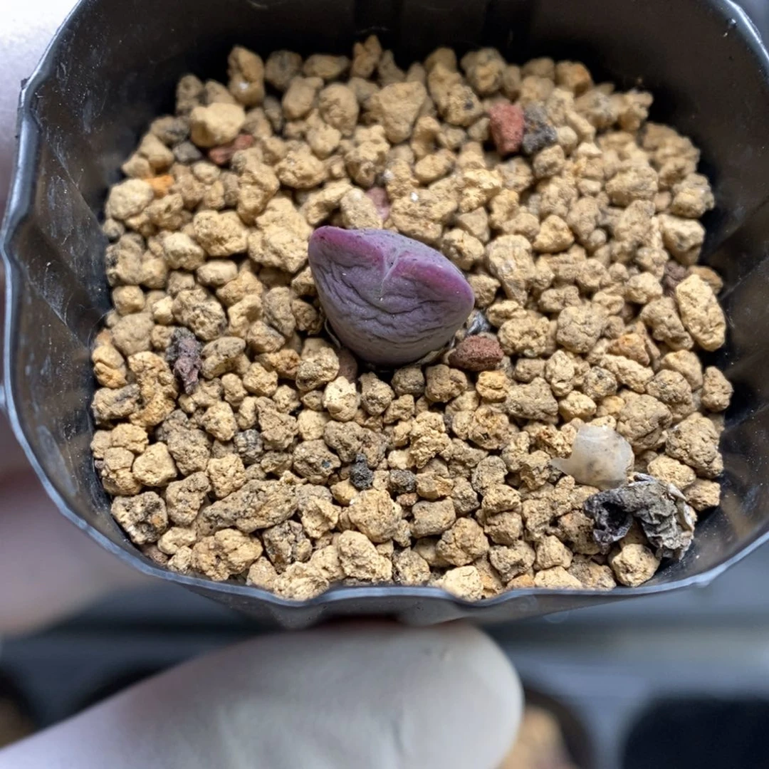 多肉植物肉锥杂交K-4314