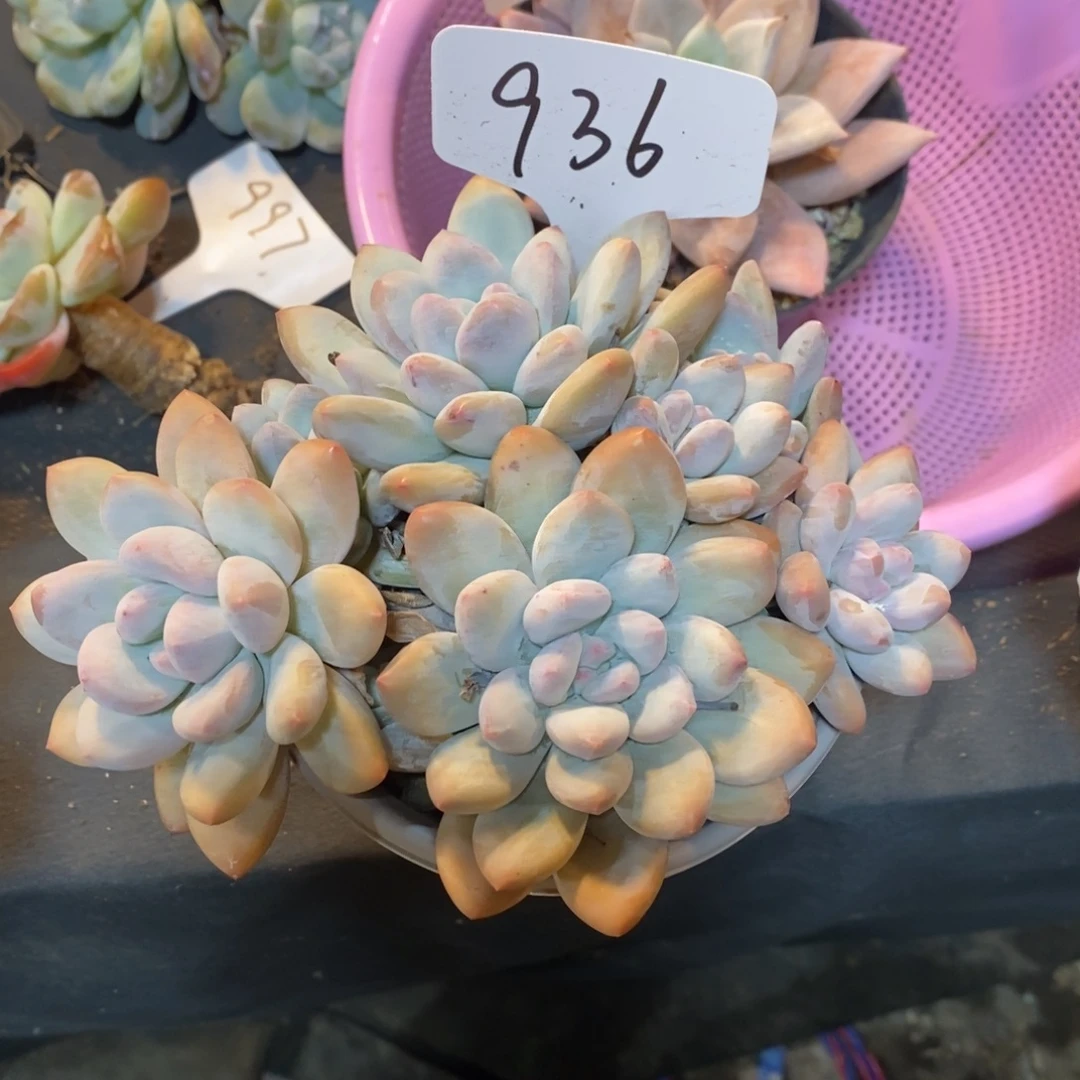 老阿姨花卉一物一拍936