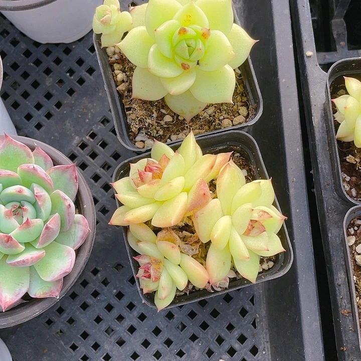 白水晶盆一个满25包邮