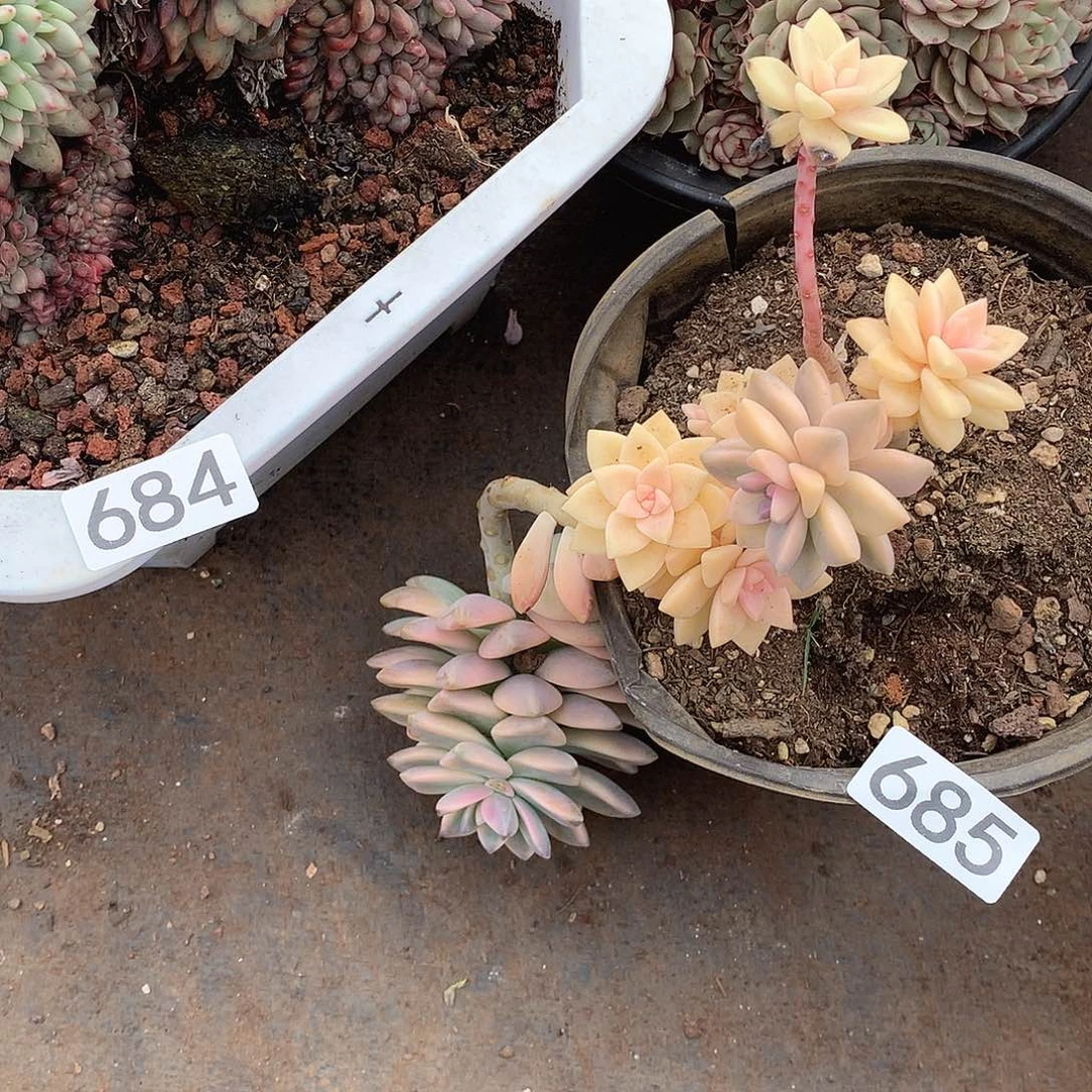 685 一物一拍多肉