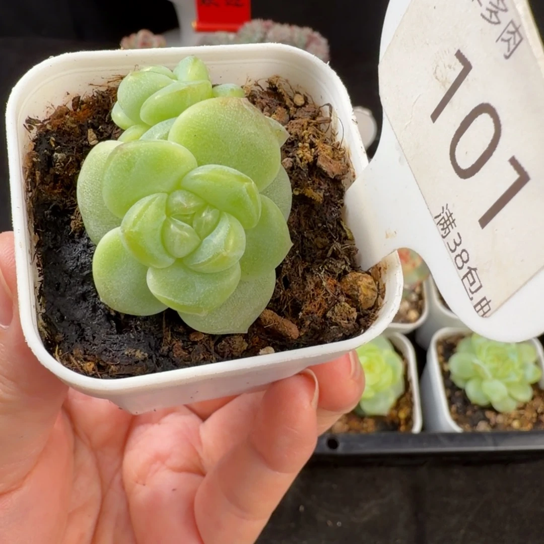 珍妮新品双头101号