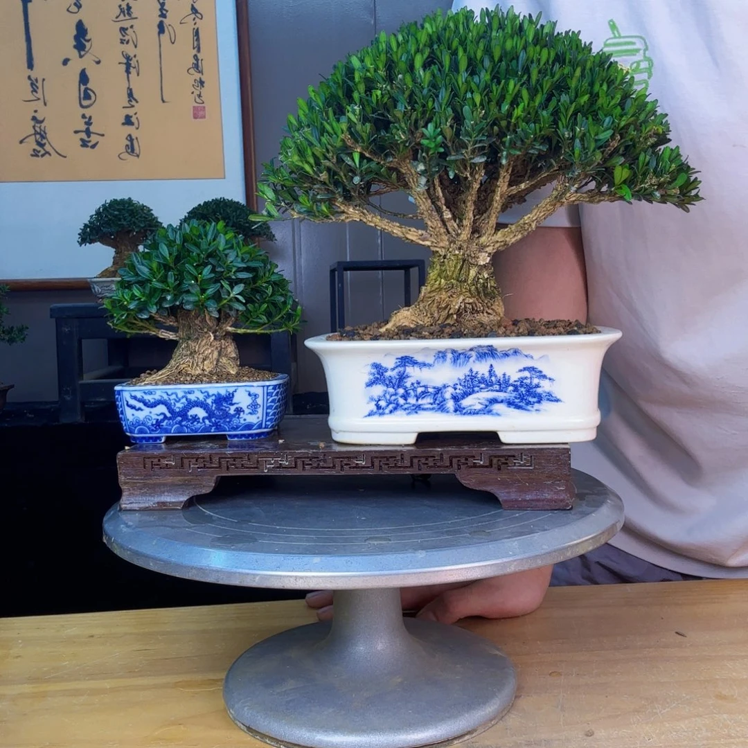 @***花无花朵凤尾黄杨 黄杨盆景