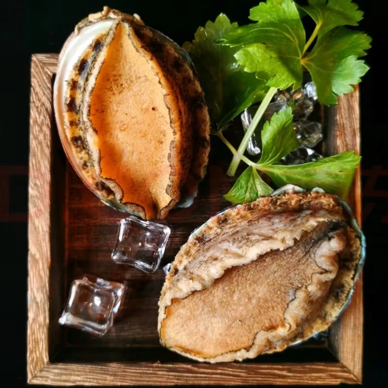 【蝶岛海歌】东山岛速冻鲍鱼12-15头鲍5cm左右鲜嫩饱满美味中鲍鱼