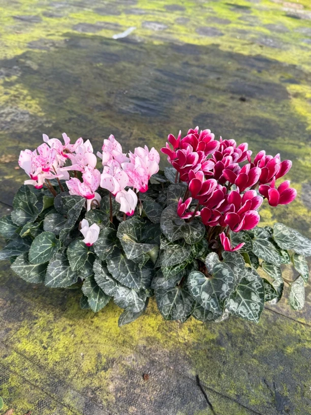 【玫瑰波点➕梦幻酒红】（120盆）仙客来室内养护